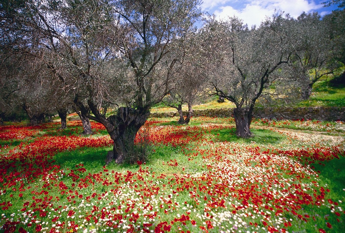 Why Spring is the Best Time to Discover Pelion’s Hidden Gems