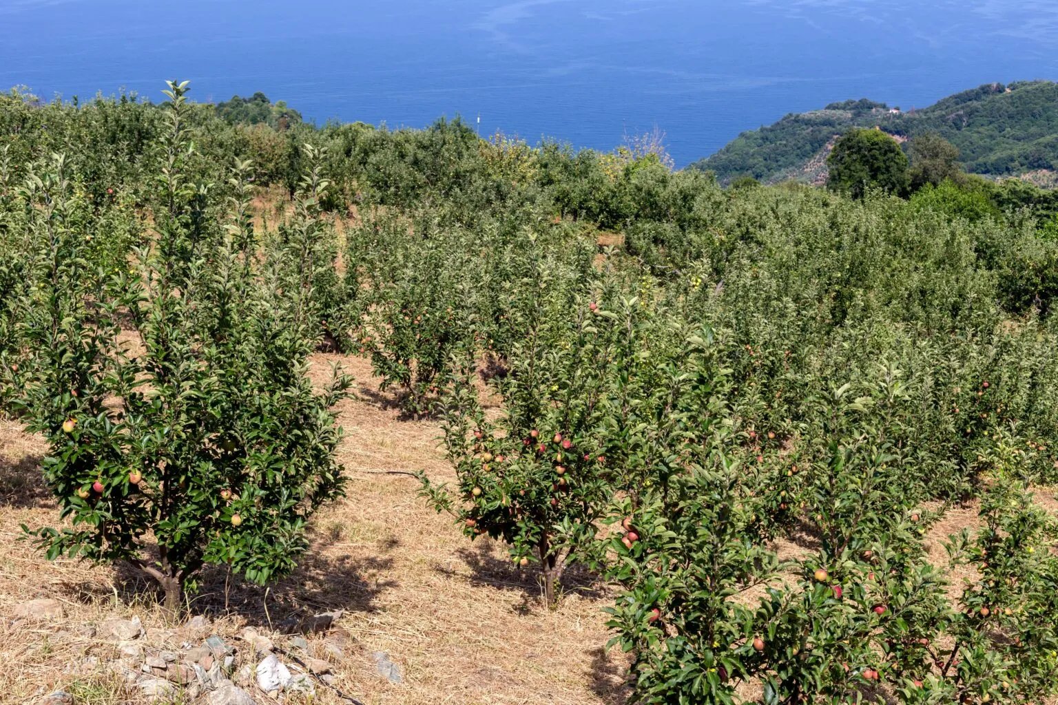 September in Pelion: The Apple Harvest, Velvet Seas, and Late-Summer Serenity | Aeolos